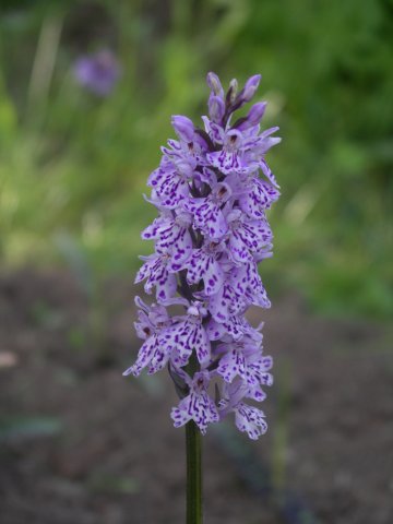 dactylorhiza maculata
